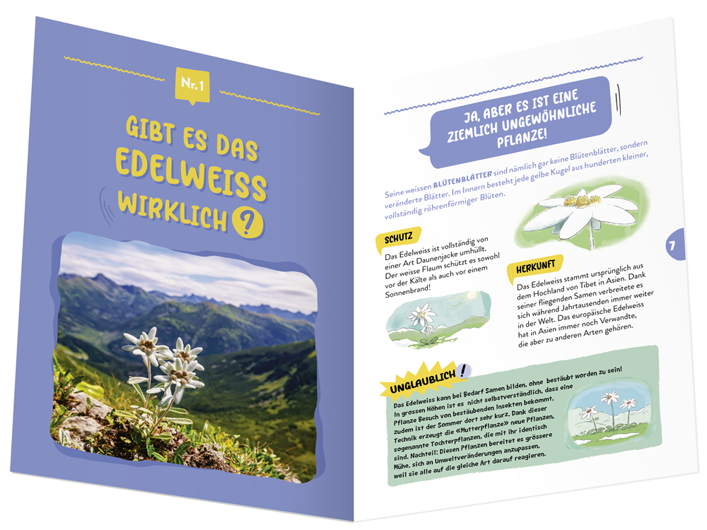 Gibt es das Edelweiss wirklich?